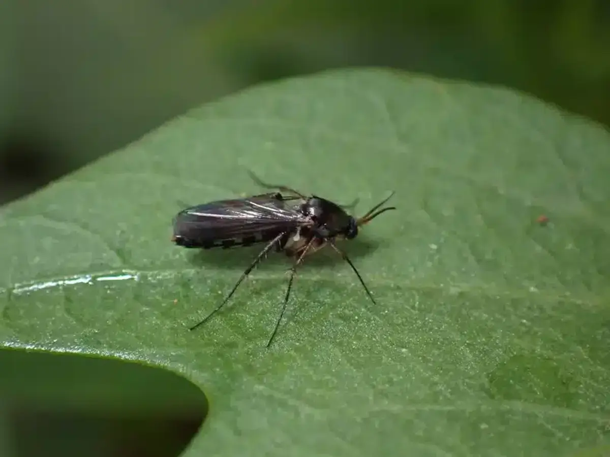 Close-up of a small dark fungus gnat resting on a green leaf