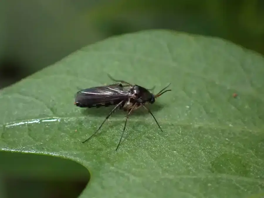 Fungus gnat profile view