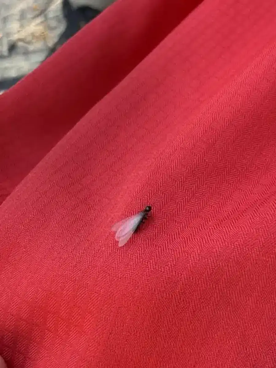 Winged ant showing pinched waist and bent antennae