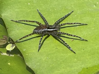 Six-Spotted Fishing Spider
