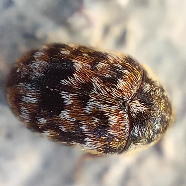 Top-down view of a varied skin beetle showing characteristic mottled brown, tan, and white scale pattern
