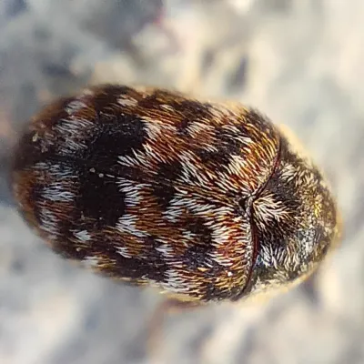 Top-down view of a varied skin beetle showing characteristic mottled brown, tan, and white scale pattern