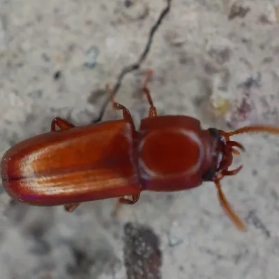 Male slender-horned flour beetle seen from above, showing its slim reddish-brown body and two curved jaw horns