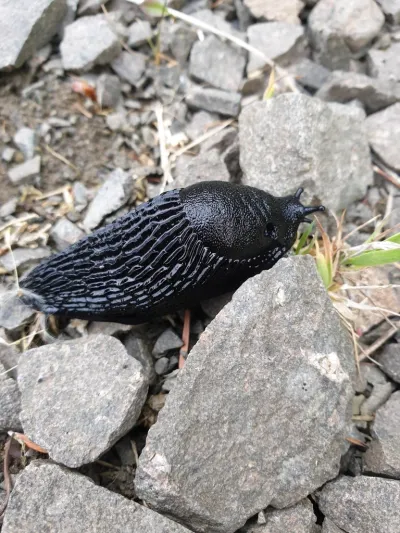 Black slug crawling on rocks showing its elongated body and textured skin