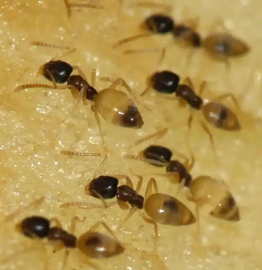Small brown ants on a surface