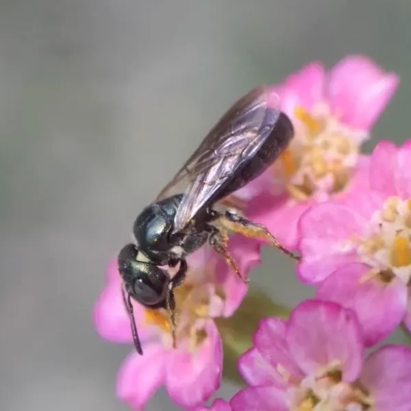 Small carpenter bee on pink flowers showing metallic black body and slender build