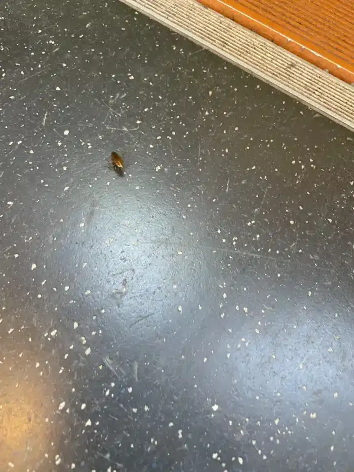 Small cockroach near door threshold