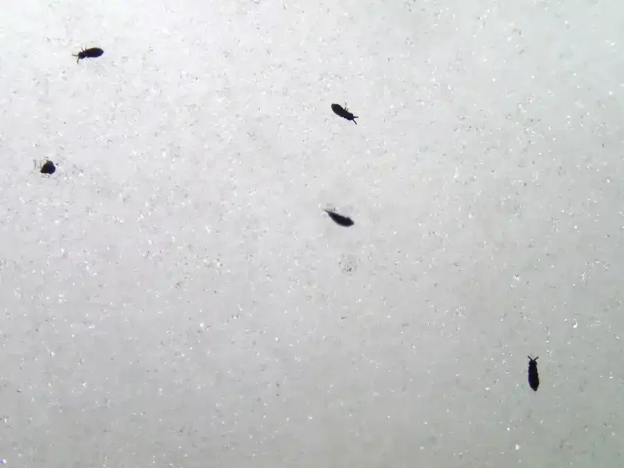 Small insects on a white surface that jump when disturbed