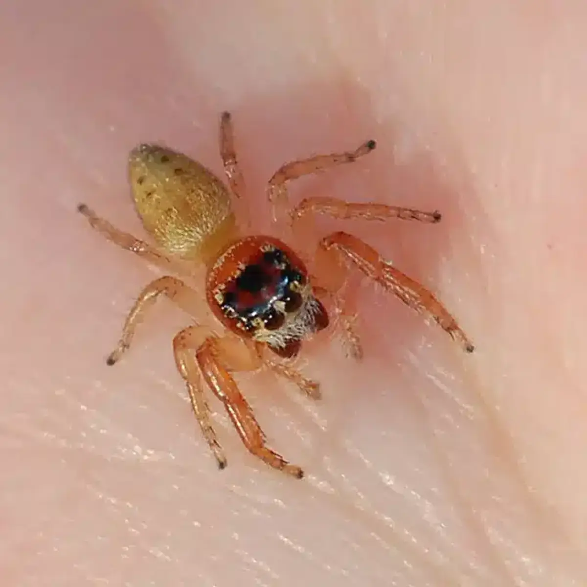 Small jumping spider on human skin for scale comparison