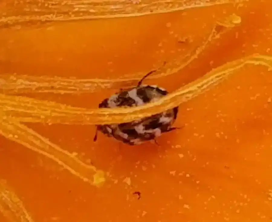 Small pest on orange flower petal