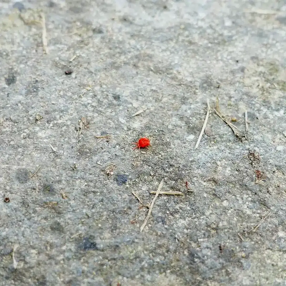 Small red bug on concrete surface