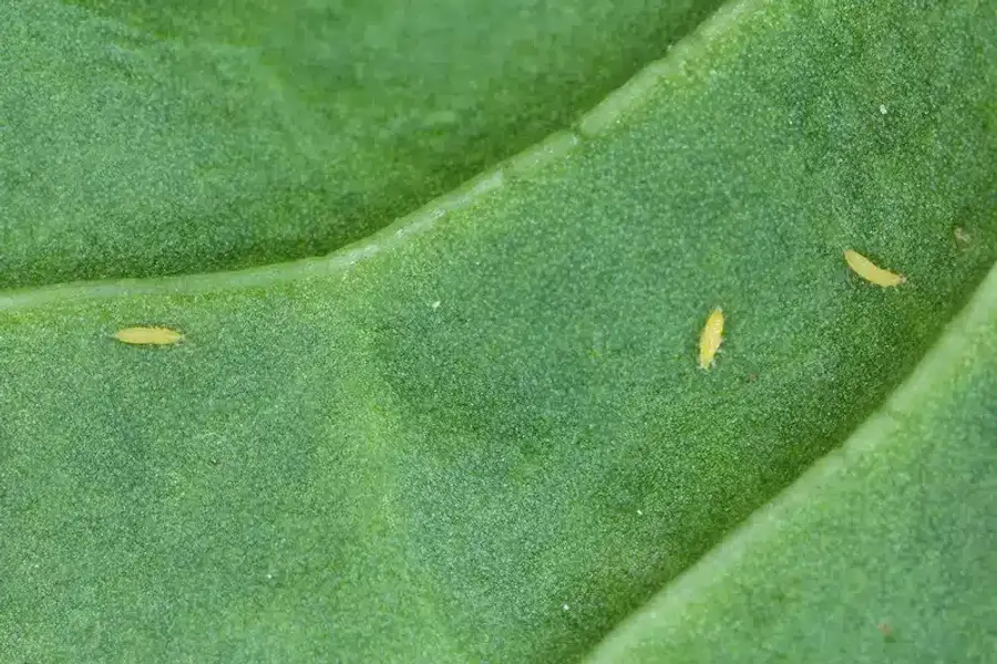 Small yellow insects on a green leaf.