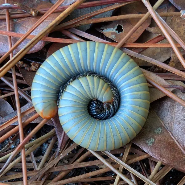 Smoky oak millipede coiled in a defensive spiral showing greenish-tan segmented body