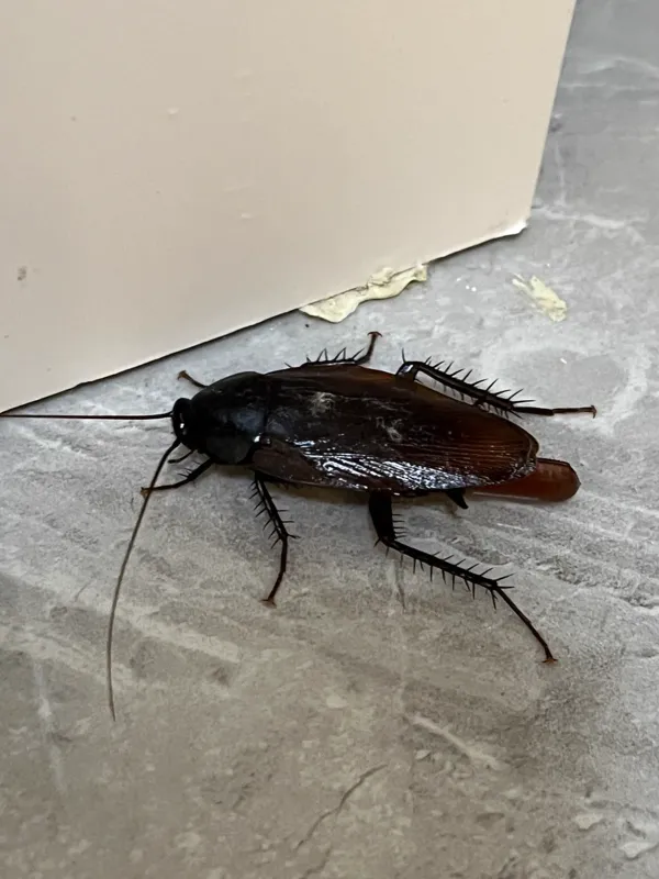 Close-up side view of a smokybrown cockroach showing its uniform dark mahogany coloring and long antennae