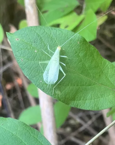 Snowy tree cricket resting on a green leaf showing its distinctive pale green coloring and slender body