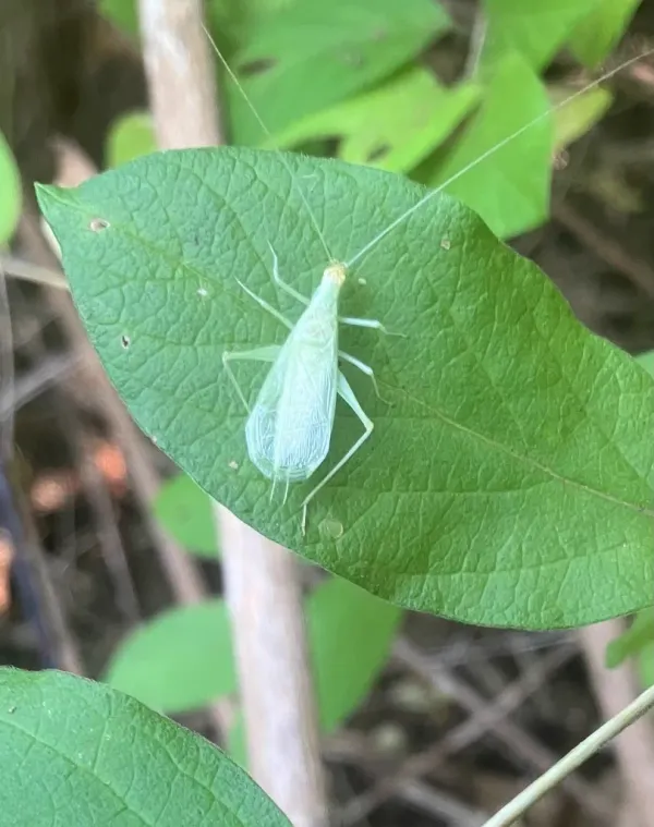 Snowy tree cricket resting on a green leaf showing its distinctive pale green coloring and slender body