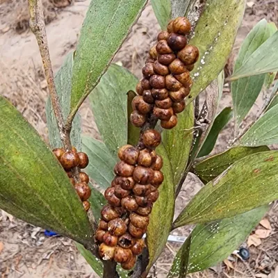 Cluster of dome-shaped brown soft scale insects on a plant branch