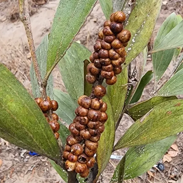 Cluster of dome-shaped brown soft scale insects on a plant branch