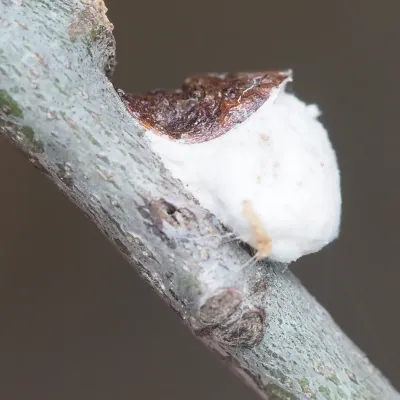 Close-up of a soft scale insect with white waxy coating attached to a woody branch