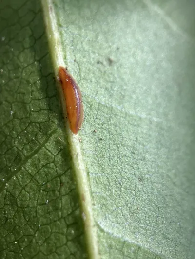 Close-up of a brown soft scale insect on the underside of a green leaf