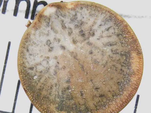 Dorsal view of a soft tick showing the characteristic leathery, wrinkled body texture and oval shape