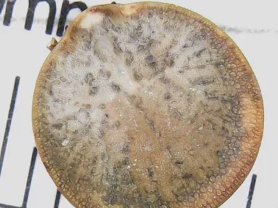 Dorsal view of a soft tick showing the characteristic leathery, wrinkled body texture and oval shape