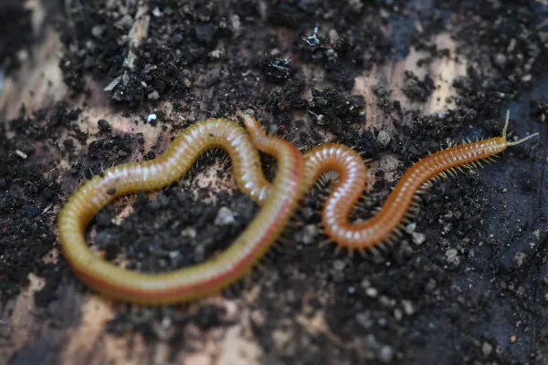 Soil centipede with yellowish-orange body coiled on dark soil showing segmented body and numerous legs