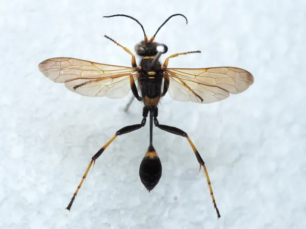 Top-down view of a black and yellow mud dauber wasp with wings spread showing thread-like waist