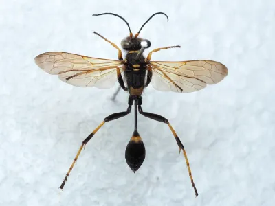 Top-down view of a black and yellow mud dauber wasp with wings spread showing thread-like waist