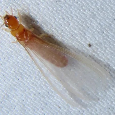 Southeastern drywood termite winged alate showing characteristic yellowish-tan body and translucent wings