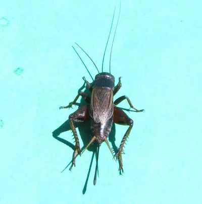 Top-down view of a southeastern field cricket showing its brown body, long antennae, and characteristic wing pattern