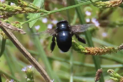 Female southern carpenter bee in flight showing metallic black body and translucent wings