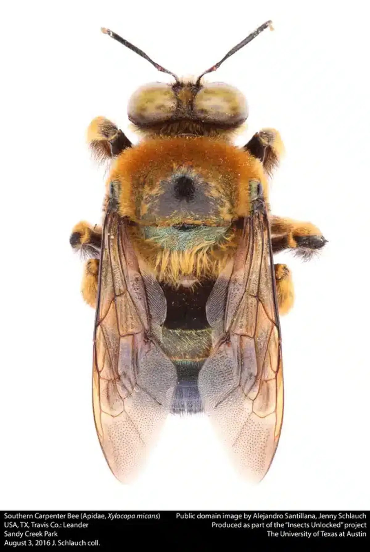 Southern carpenter bee close-up