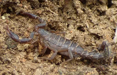 Side view of a southern devil scorpion on soil showing its dark brown body, robust pincers, and curved tail