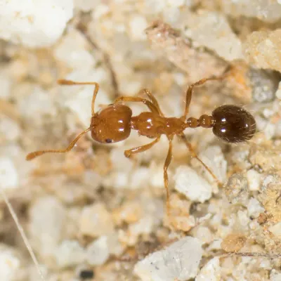 Southern fire ant worker viewed from above on sandy soil showing its amber head and thorax and dark abdomen