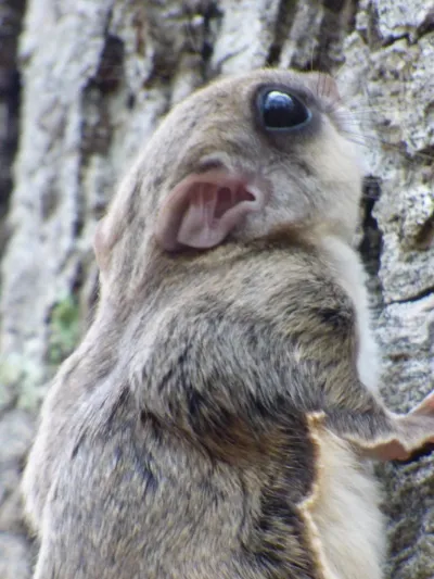 Close-up of a southern flying squirrel showing large dark eyes, white underbelly, and gray-brown fur