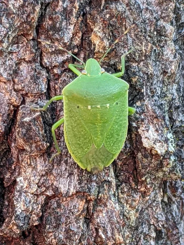 Adult southern green stink bug showing its bright green shield-shaped body on tree bark