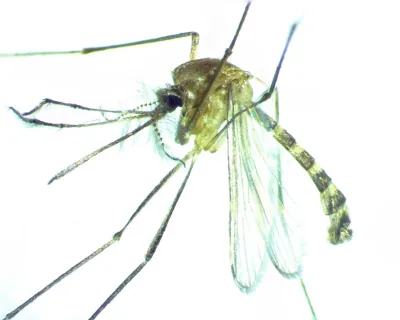 Close-up side view of a southern house mosquito showing its brown body and banded abdomen