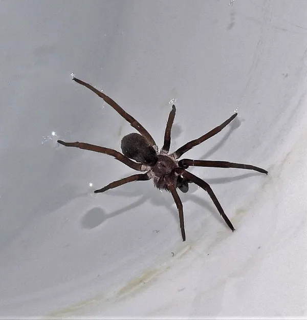 Southern house spider viewed from above showing dark brown coloration and robust body