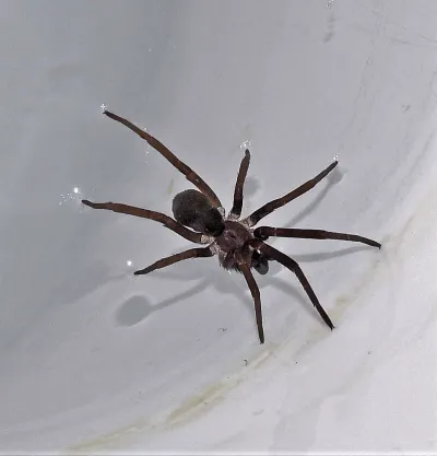 Southern house spider viewed from above showing dark brown coloration and robust body