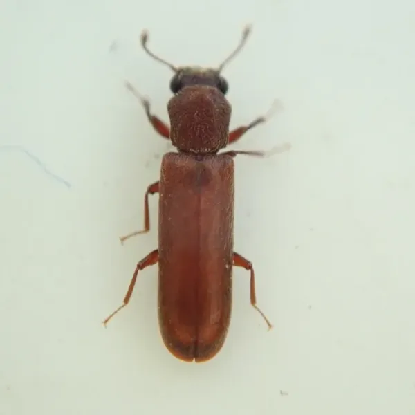 Top-down view of a Lyctus powderpost beetle, the genus of the southern lyctus beetle, showing its flat parallel-sided reddish-brown body and visible head