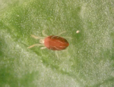 Close-up of a southern red mite showing its dark reddish-brown oval body and eight legs on a green leaf