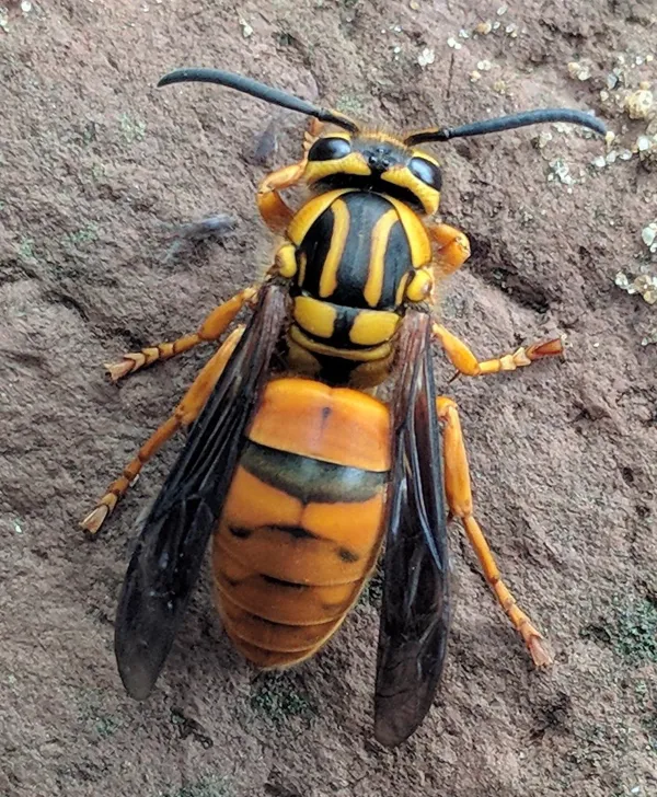 Top-down view of a southern yellowjacket showing distinctive black and orange-yellow coloring on a dirt surface