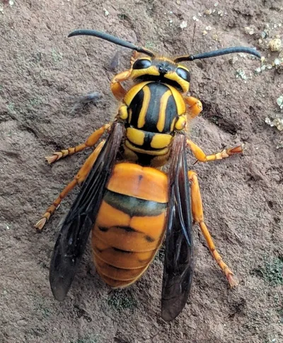 Top-down view of a southern yellowjacket showing distinctive black and orange-yellow coloring on a dirt surface