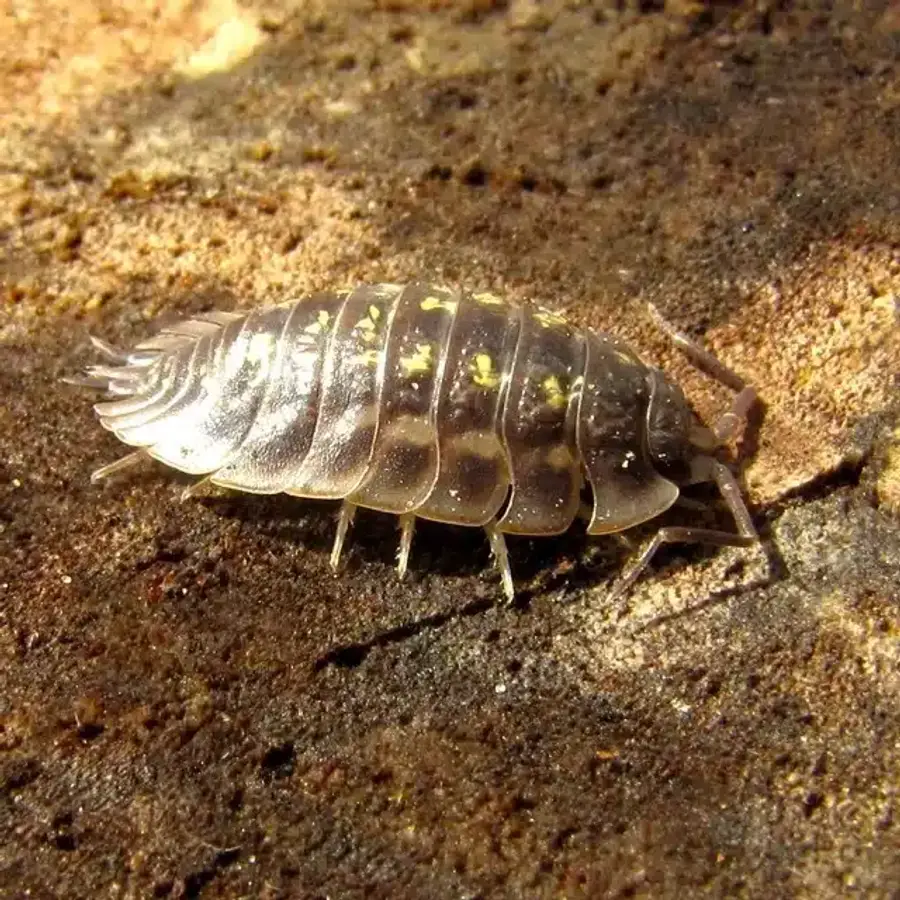 Sow bug showing flattened body shape on natural surface