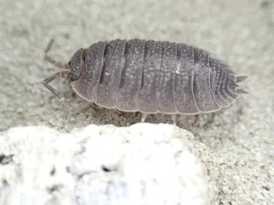 Close-up of a sowbug showing its segmented gray body and seven pairs of legs