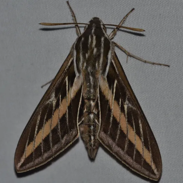 Top-down view of a white-lined sphinx moth with brown and tan striped wings spread on a gray surface