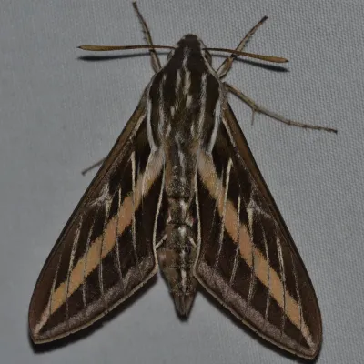 Top-down view of a white-lined sphinx moth with brown and tan striped wings spread on a gray surface