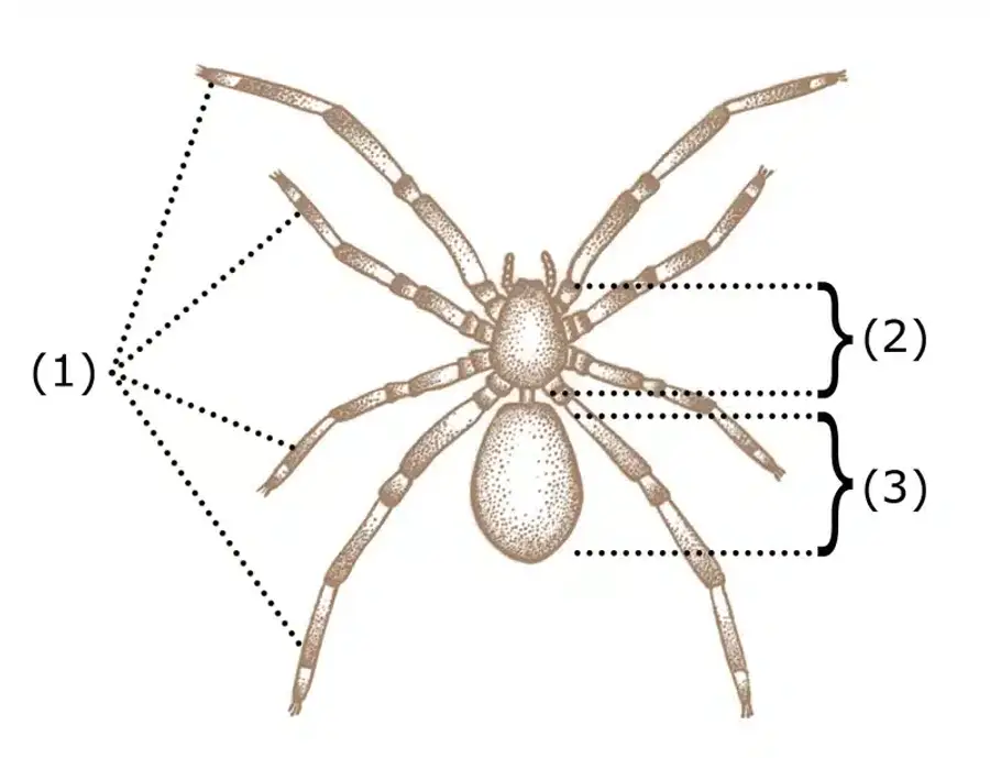Diagram of a spider's anatomy