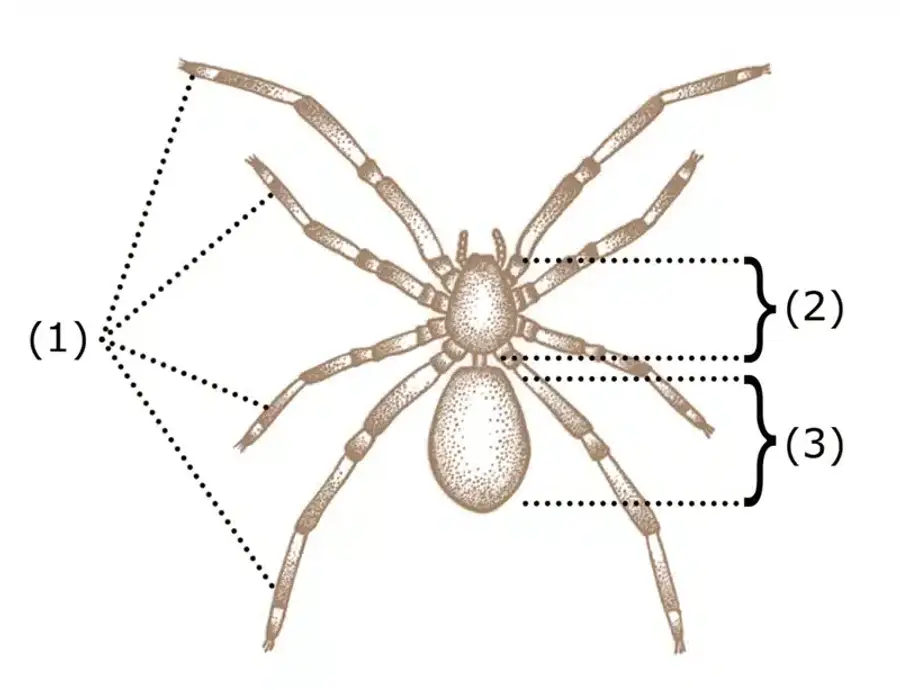 Diagram of a spider anatomy